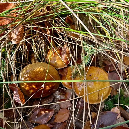 4summer White Blue Sauna&fitness&parking 100 Metrów Do Pięknej Szerokiej Piaszczystej Plaży, Wspaniały Widok Z Dużego Tarasu! 100 Meter Zu Einem Schönen Breiten Sandstrand, Herrliche Aussicht Von Einer Großen Terrasse! Apartamento
